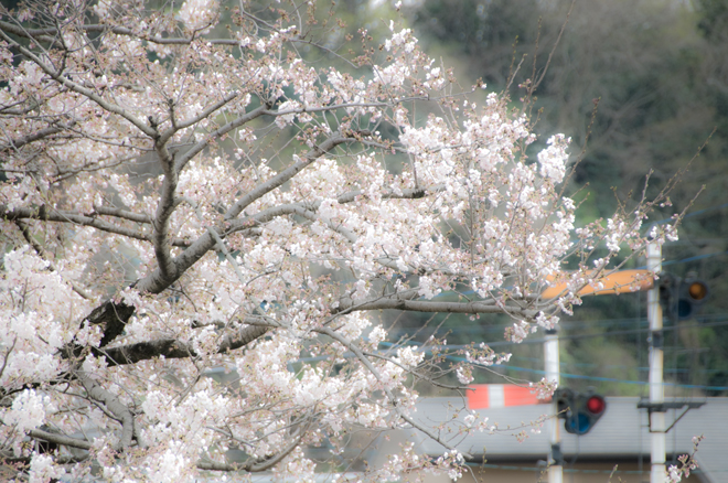桜＆腕木.jpg
