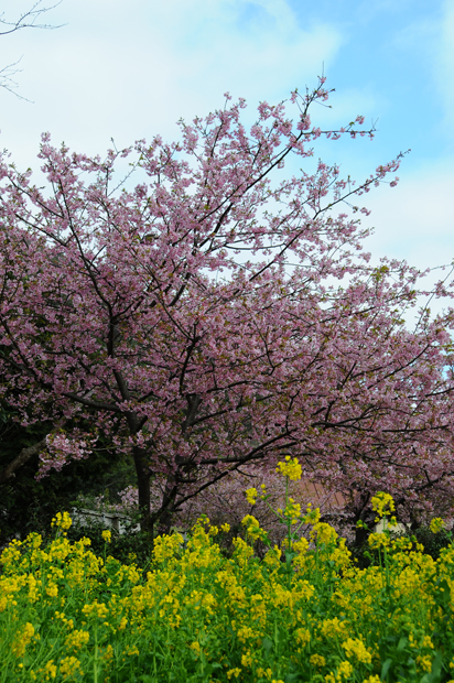 桜＆菜の花.jpg